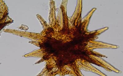 Fossil spore